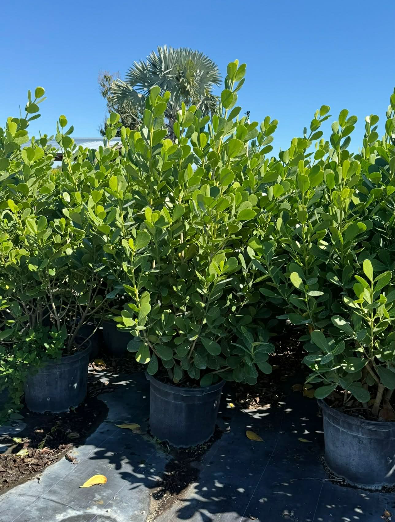 Clusia Rosea privacy hedge plant, approximately 7-8 feet tall